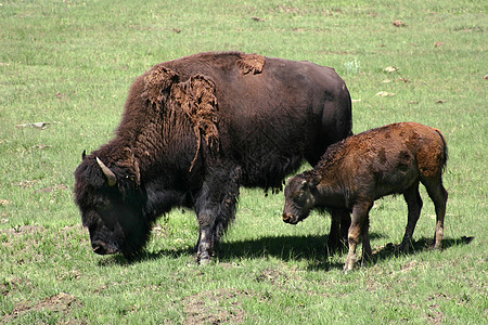 Bison Cow和Calf (Bison 野牛)图片