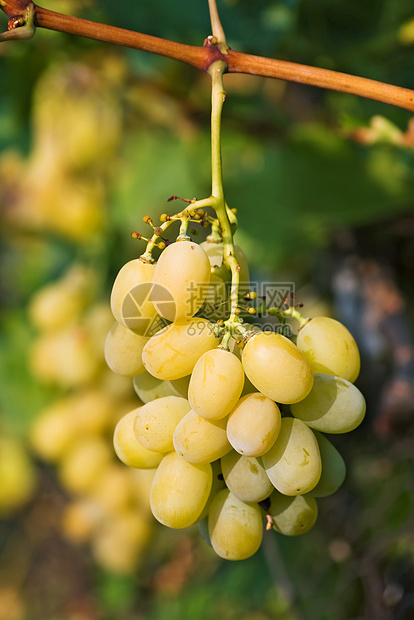 黄葡萄绿色食物叶子卷须酒厂农业藤蔓栽培宏观水果图片