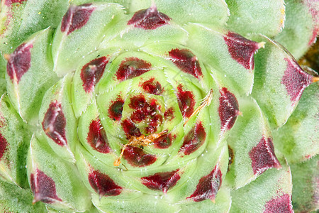 脉冲叶子植物群肉质绿色红色宏观植被背景图片
