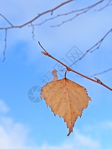 最后一叶天气叶子晴天天空按钮桦木蓝色图片