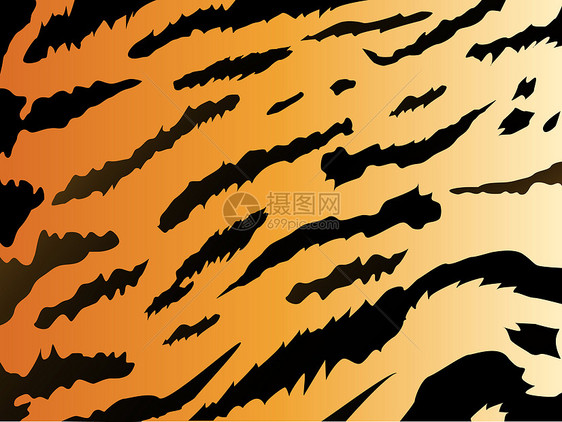 老虎平牌背景荒野橙子皮肤衣服野生动物毛皮条纹织物热带墙纸图片