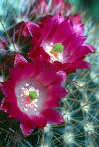 仙花沙漠植物植物群图片