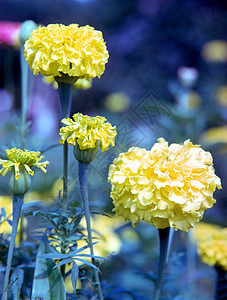 菊花花朵植物群花园图片