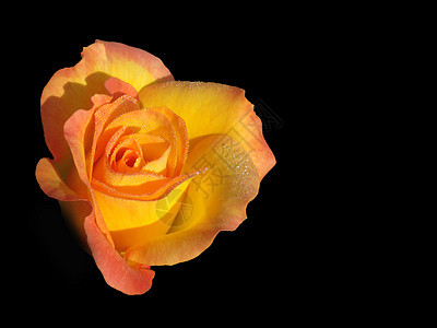 玫瑰明信片花朵婚姻植物群纪念日花瓣香水投标香味婚礼图片