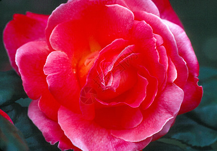 玫瑰花园植物植物群花朵图片