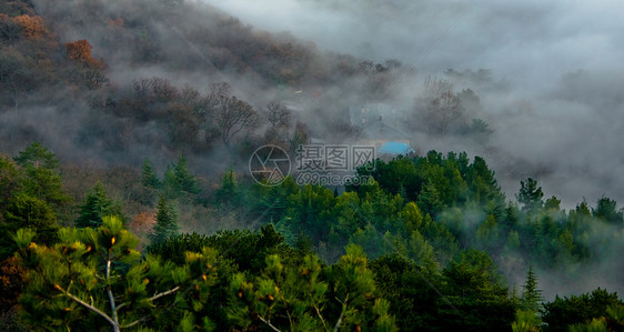 迷雾森林分支机构绿色房子树木薄雾松树黄色木头灰色图片