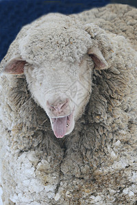 调音器牧场母羊农业白色白脸乡村羊肉内存羊毛动物图片