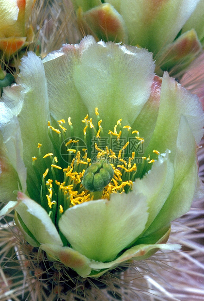 仙花植物群沙漠植物图片