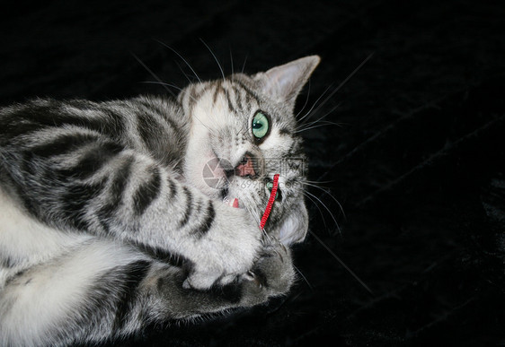 使用红鼠玩耍的胡须红色动物虎斑猫咪宠物老鼠织物猫科动物哺乳动物图片