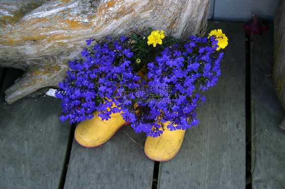 靴子中的鲜花植物花瓣绿色橡胶浮木半边莲黄色木头蓝色花园图片
