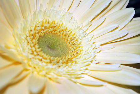 白花植物群花园植物白色花店宏观花粉蓝色花瓣图片