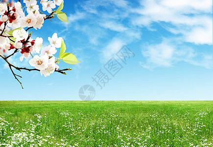 春天的树苗快乐分支机构天空孩子草地男人树叶喜悦蓝色叶子图片