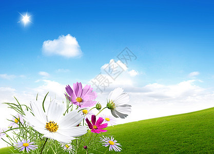 绿色田地背景的春花图片