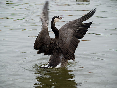 加拿大鹅家禽脖子翅膀白色游泳野生动物黑色羽毛航班荒野图片