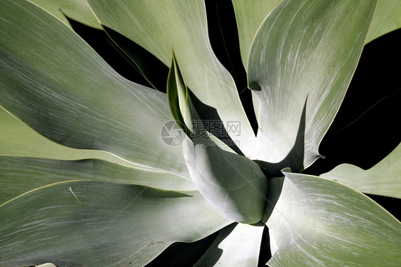 软叶热带植物图片