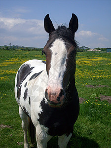 马站在乡下的马上农场农业动物野生动物草地家畜蓝天母马英语场地背景图片