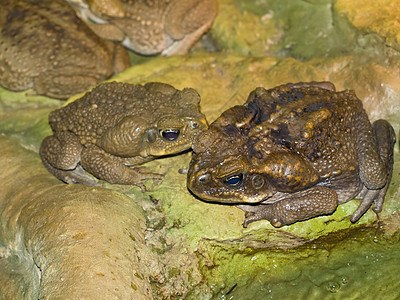 两只青蛙棕色动物两栖野生动物池塘爬虫沼泽热带蟾蜍荒野图片