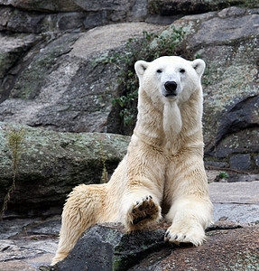 美丽的北极熊毛皮野生动物全球哺乳动物白色岩石濒危动物图片