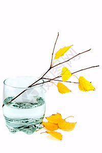 树枝的分支白色桦木黄色叶子树叶玻璃静物图片