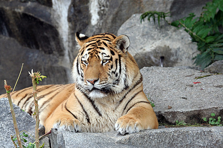 美丽的老虎肖像岩石毛皮猎人生物条纹动物食肉力量鬃毛野生动物图片