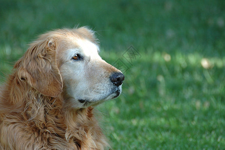 黄金寻金犬类猎犬哺乳动物宠物女性背景图片