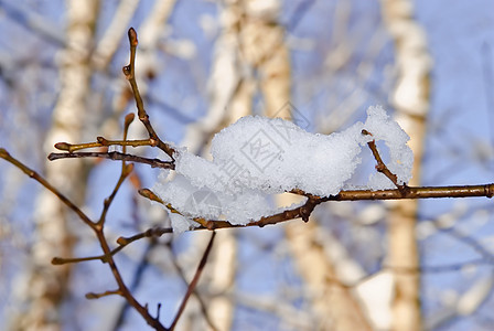 雪枝条白色天气季节树木天空蓝色图片