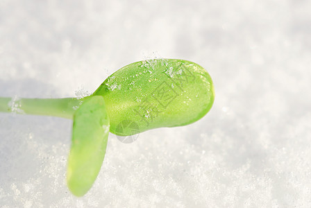 绿芽生活蔬菜种子叶子幼苗绿色雪花植物发芽生长图片