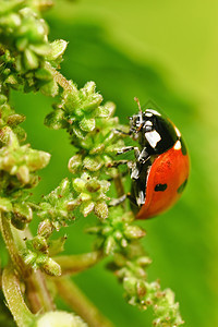 中调式黑色昆虫动物甲虫绿色叶子宏观红色植物漏洞图片