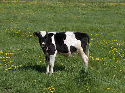 夏日草原上的黑白母牛农民角皮太阳农业农田农场动物工业牛奶图片