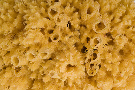 天然浴海绵黄色宏观卫生身体墙纸图片