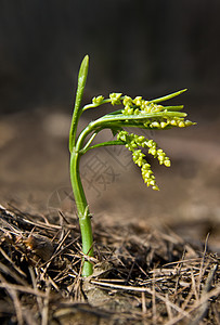 发源体环境植物苏醒宏观情况草本植物植物群叶子植物学生态图片