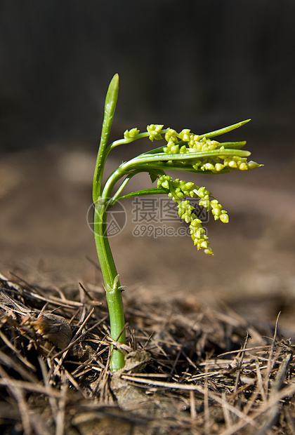 发源体环境植物苏醒宏观情况草本植物植物群叶子植物学生态图片