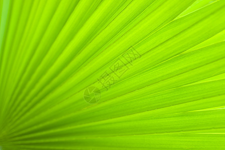 棕榈叶宏观热带叶子绿色植物学植物图片