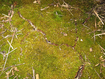 绿树毛属地面植物草本植物季节森林沼泽高清图片