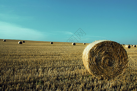 拖草卷面粉收成拖拉机谷物收获粮食小麦燕麦面包工作图片