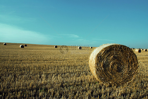 拖草卷面粉收成拖拉机谷物收获粮食小麦燕麦面包工作图片