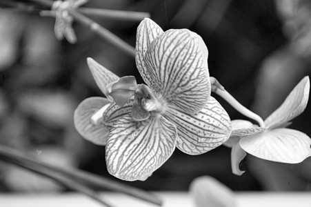 条形兰花白色花园紫色黑色花瓣宏观植物条纹植物学图片