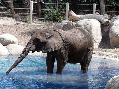 大象动物动物园象科长毛野生动物荒野象牙背景图片