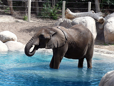 大象象牙动物园象科长毛荒野野生动物动物图片