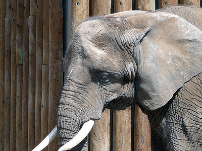 大象野生动物象牙动物园动物长毛荒野象科背景图片