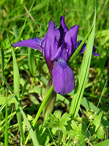 Iris 花植物群青菜植物花瓣紫色雄蕊图片