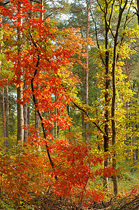 秋落颜色季节棕色公园树木橙子图片