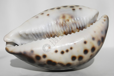 贝壳海洋生物贝类动物静物图片