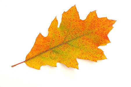 叶子季节公园棕色树木树叶背景图片