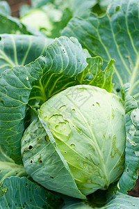 带叶叶子的卷心菜食物园艺菜花重量水果营养绿色白色生长植物学背景图片