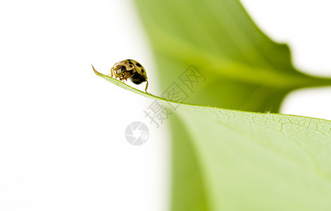 黄黄色大象虫Name花园甲虫翅膀动物群黄色黑色漏洞瓢虫天线荒野图片