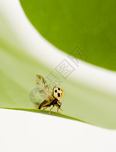 黄黄色大象虫Name荒野瓢虫野生动物花园叶子翅膀绿色昆虫白色公园图片