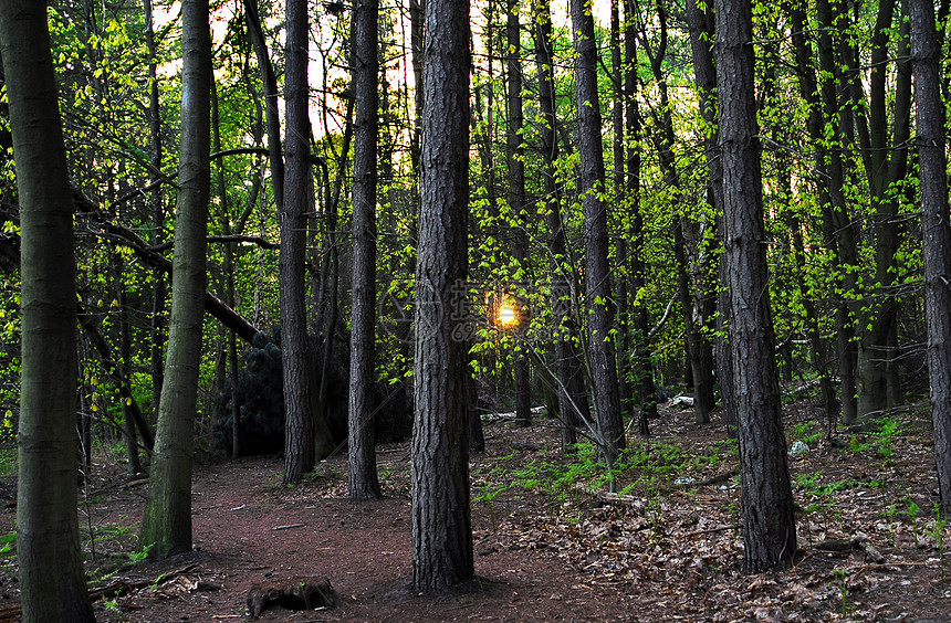 森林太阳绿色树干木头途径地区车道松林交易树木图片