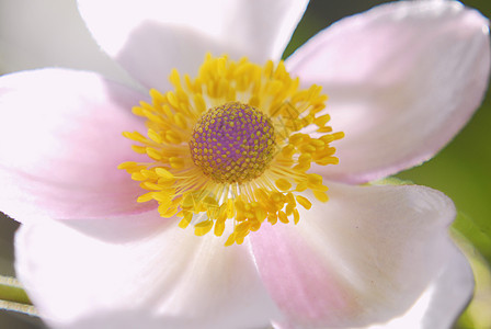 花朵 日本阿内蒙图片