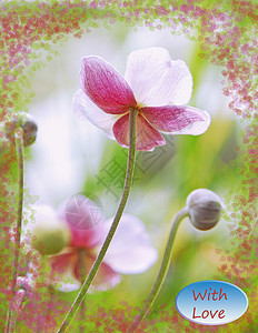 贺卡植物群宏观卡片植物细度爱慕柔光花瓣天鹅绒叶子图片